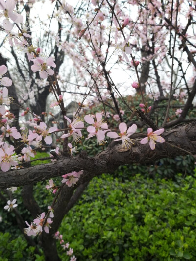 杏花春雨