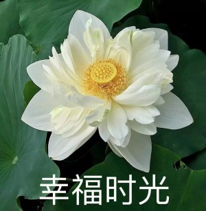 日常中老年头像
沙雕头像