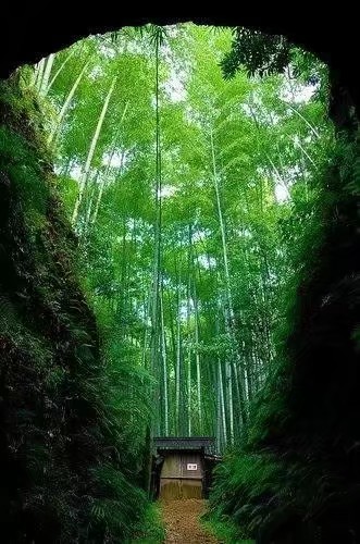 大雨过后的青苔☘