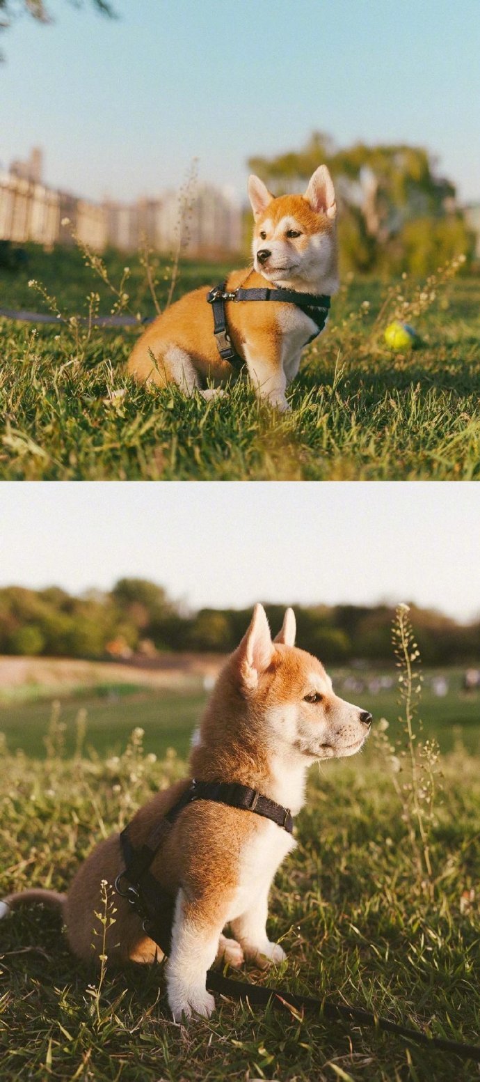 小柴犬春日写真集