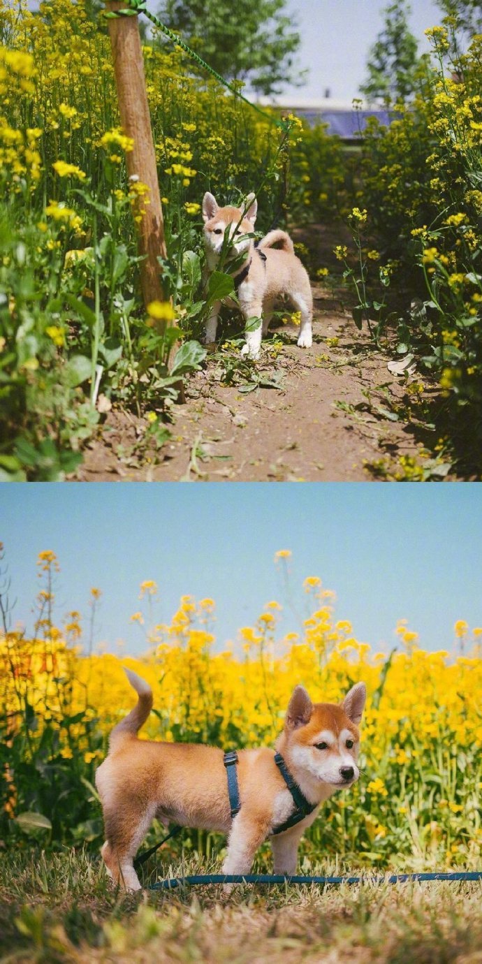 小柴犬春日写真集