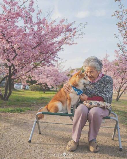 又是一年樱花季，摄影师Yasuto今年又带着奶奶和柴犬去赏樱了ins:yasuto.photography