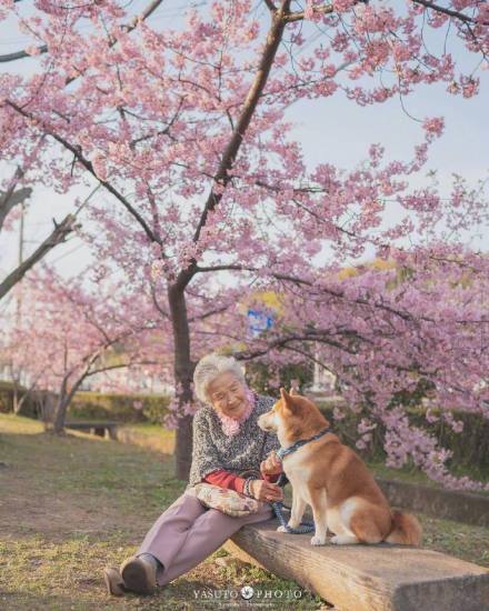 又是一年樱花季，摄影师Yasuto今年又带着奶奶和柴犬去赏樱了ins:yasuto.photography