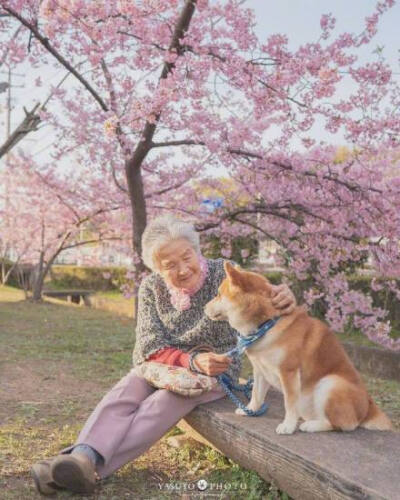 又是一年樱花季，摄影师Yasuto今年又带着奶奶和柴犬去赏樱了ins:yasuto.photography