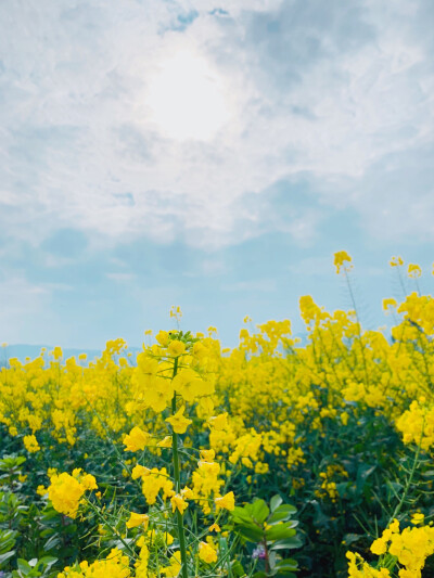 油菜发发