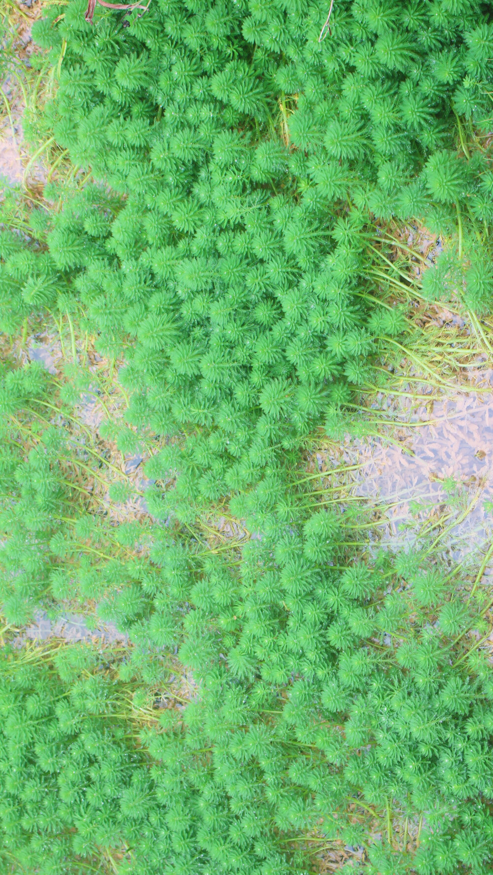 樱花 青梅