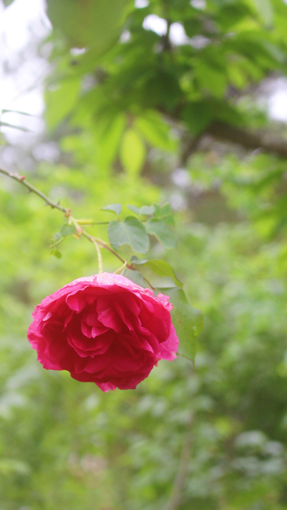 樱花 青梅