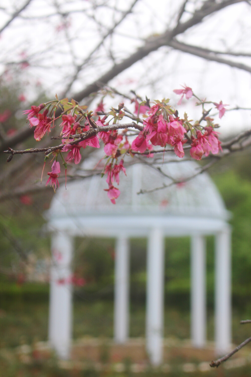 樱花 青梅