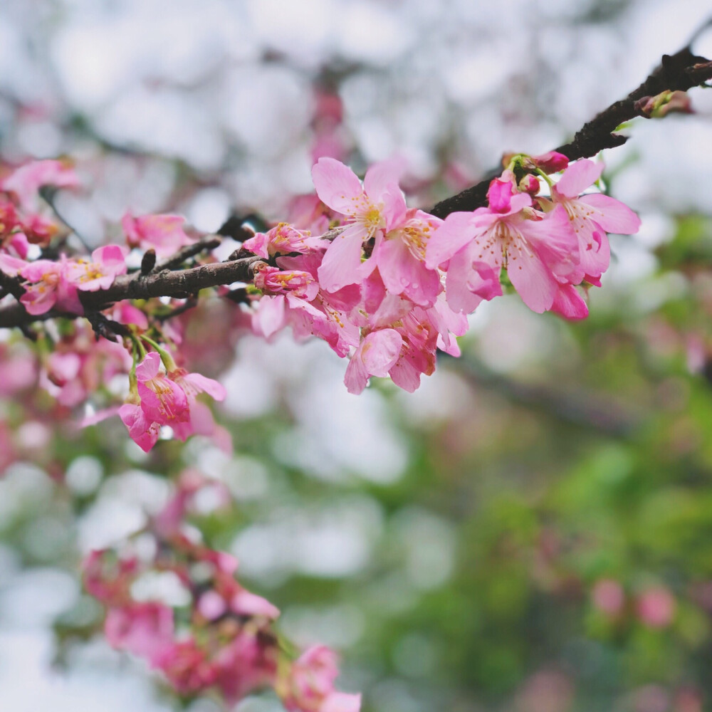 樱花