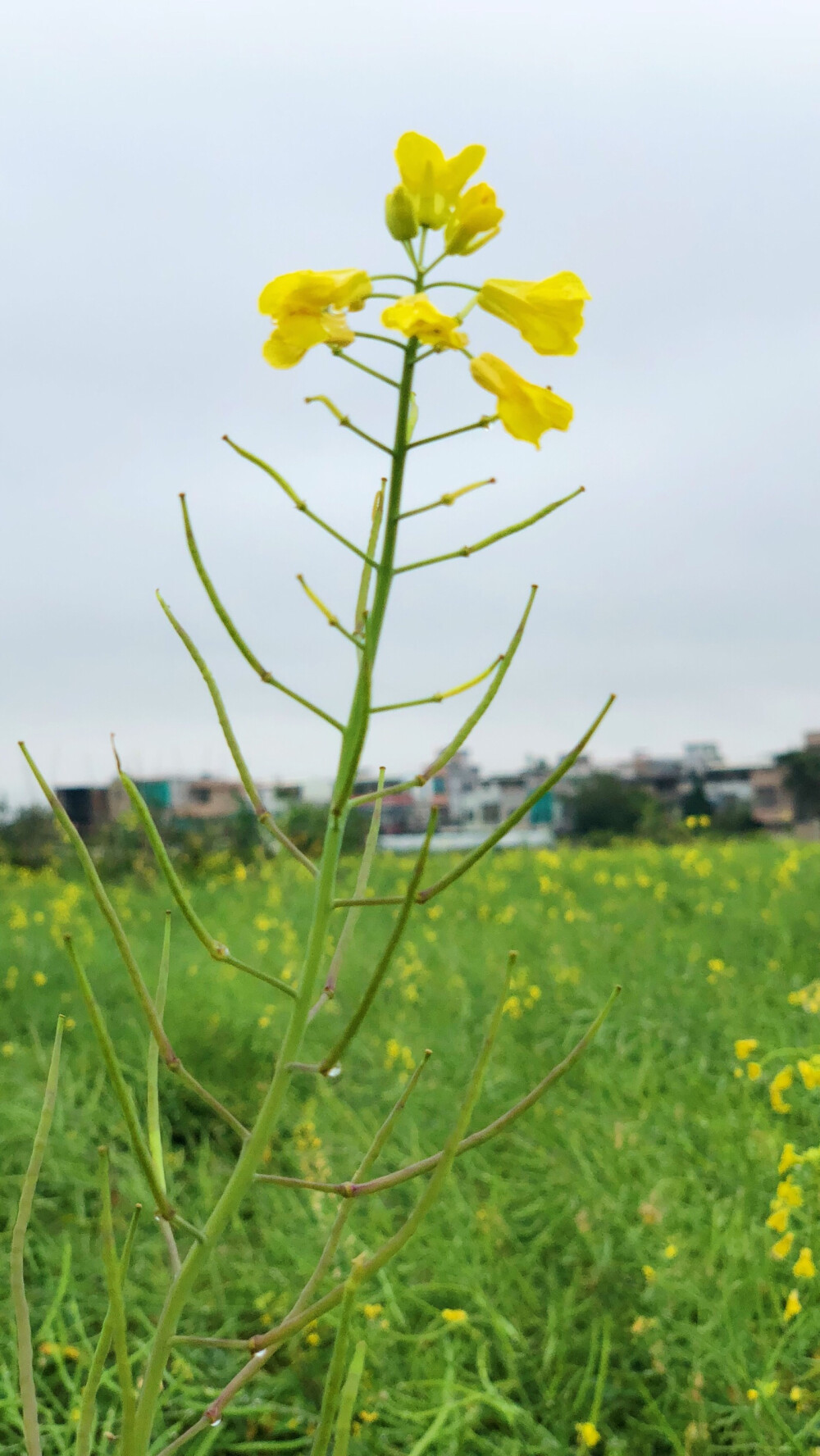 油菜花