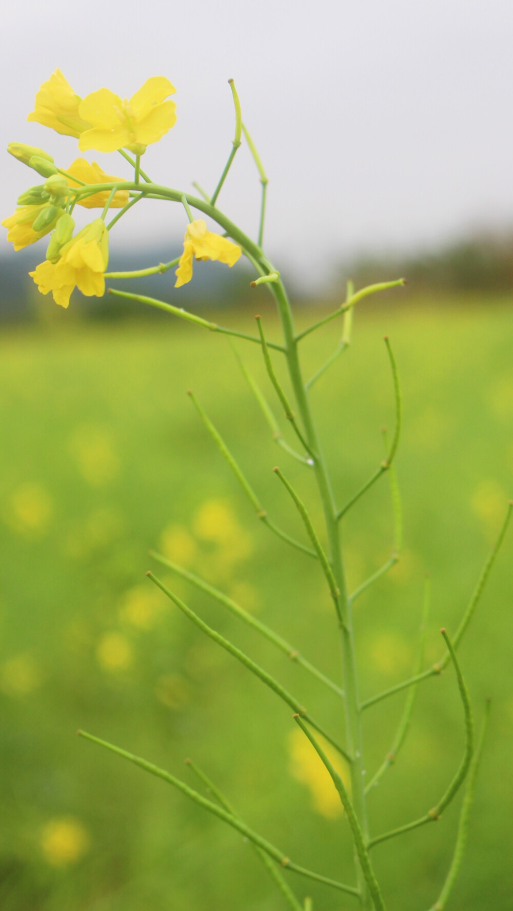 油菜花