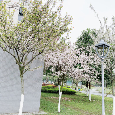 学校食堂滴fafa