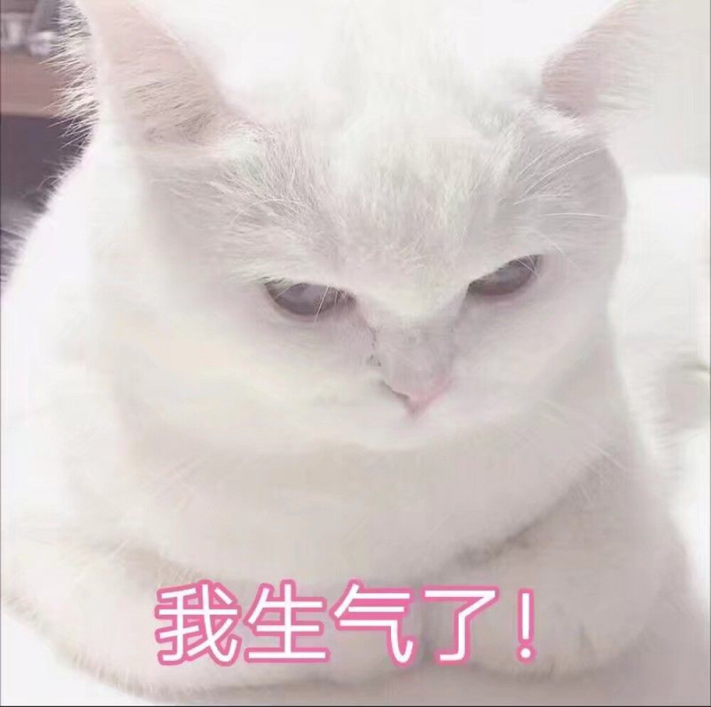 猫咪