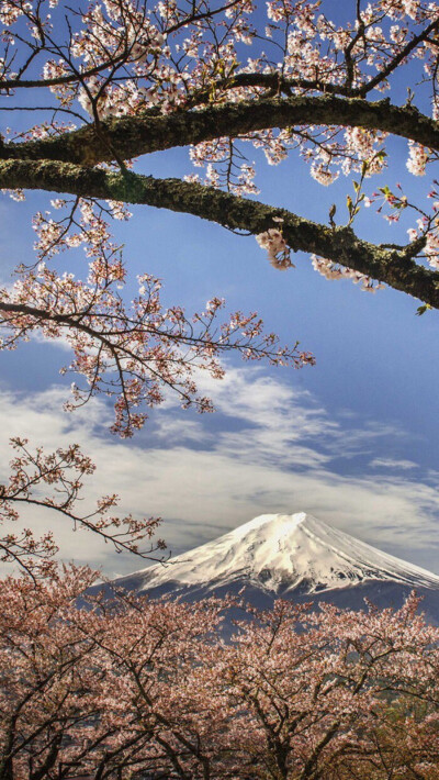 富士山樱花