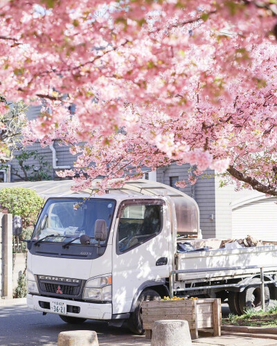 #樱吹雪#日本千叶的樱花季 见者好运