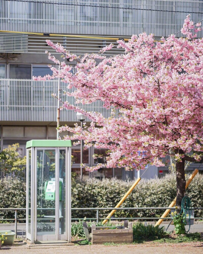 #樱吹雪#日本千叶的樱花季 见者好运