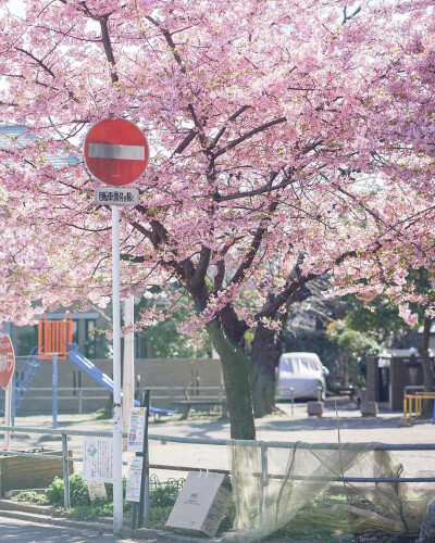 #樱吹雪#日本千叶的樱花季 见者好运