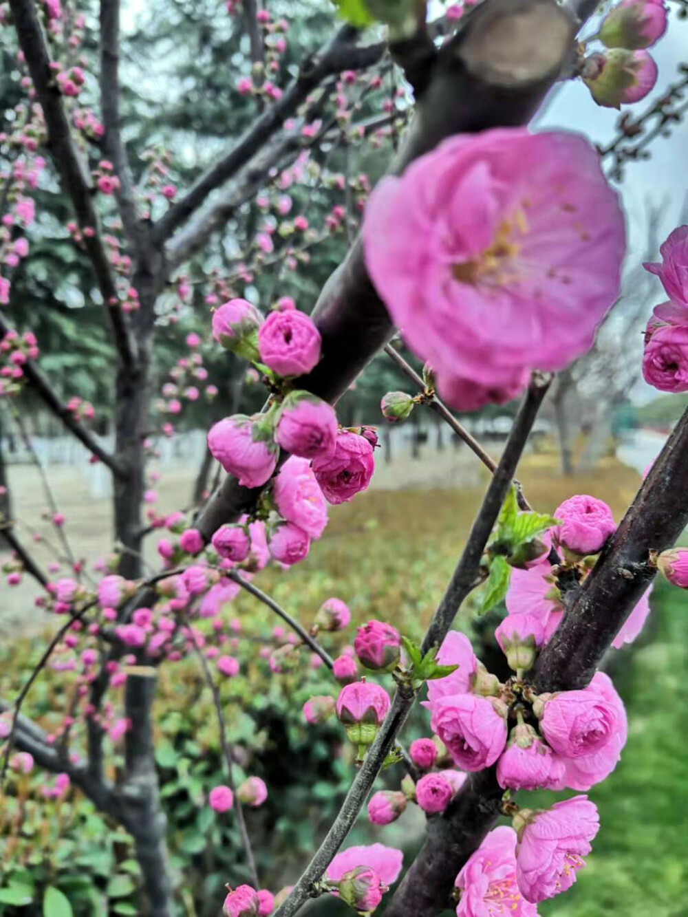 “桃李出深井，花艳惊上春。”
微风和煦，桃花盛开，粉色带来满满少女心。
家居空间中点缀粉色软装单品，同样充满春天的气息，让人心情愉悦。 ????