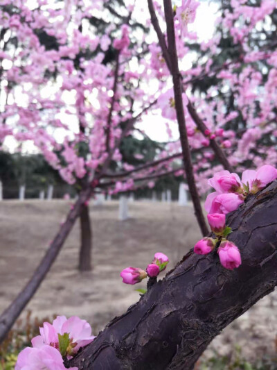 “桃李出深井，花艳惊上春。”
微风和煦，桃花盛开，粉色带来满满少女心。
家居空间中点缀粉色软装单品，同样充满春天的气息，让人心情愉悦。 ​​​​