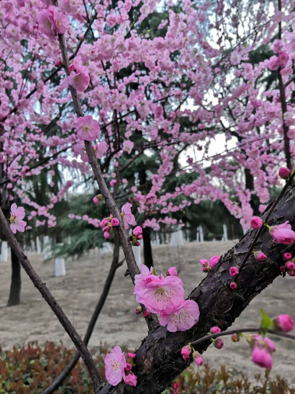 “桃李出深井，花艳惊上春。”
微风和煦，桃花盛开，粉色带来满满少女心。
家居空间中点缀粉色软装单品，同样充满春天的气息，让人心情愉悦。 ​​​​