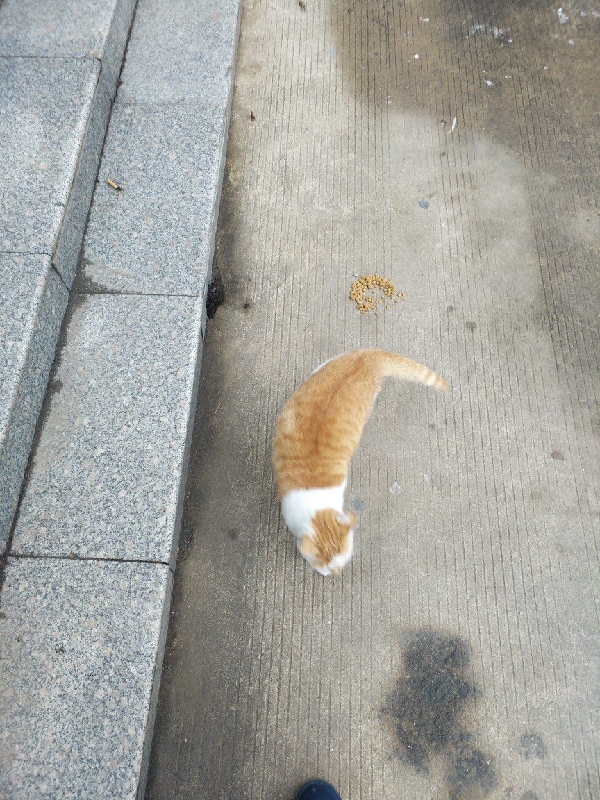 图书馆猫猫