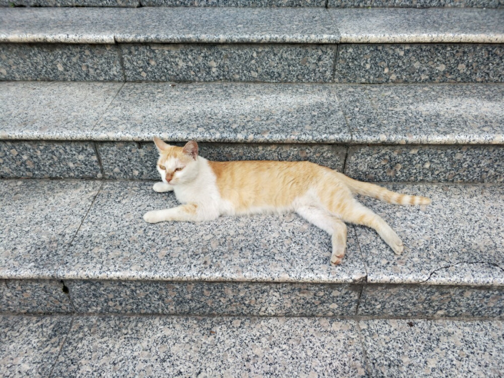 图书馆猫猫