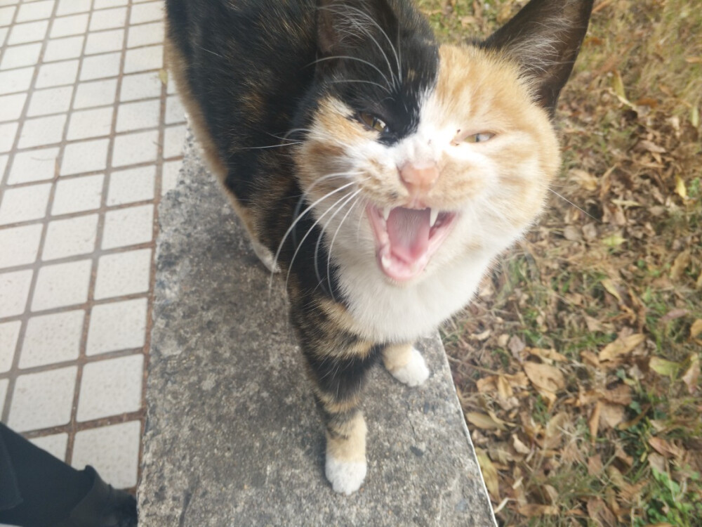 学校.摸起来超级舒服的猫猫