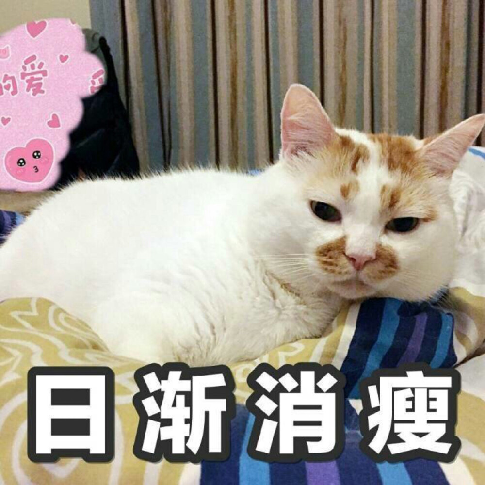 楼楼 猫 可爱 萌宠 表情包 头像 沙雕