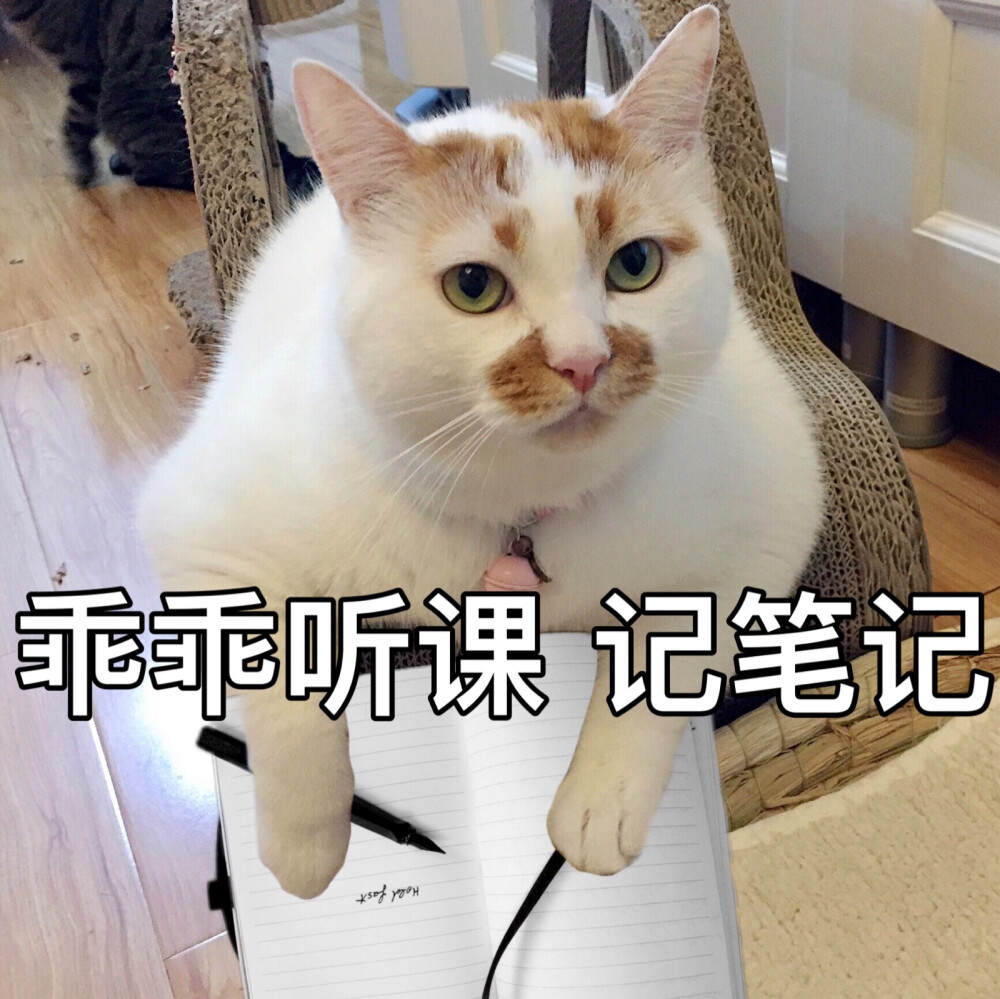 楼楼 猫 可爱 萌宠 表情包 头像 沙雕