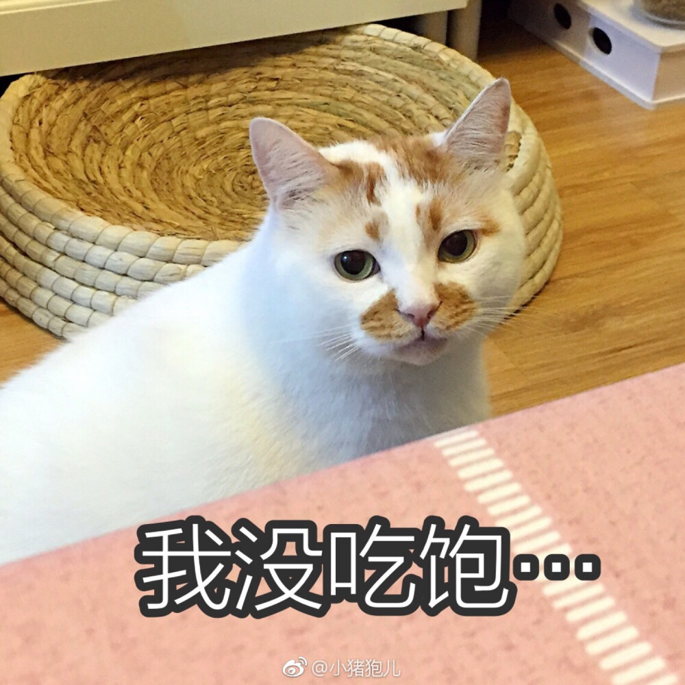 楼楼猫可爱萌宠表情包头像沙雕