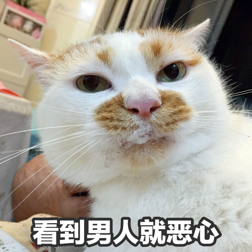 楼楼 猫 可爱 萌宠 表情包 头像 沙雕 搞笑