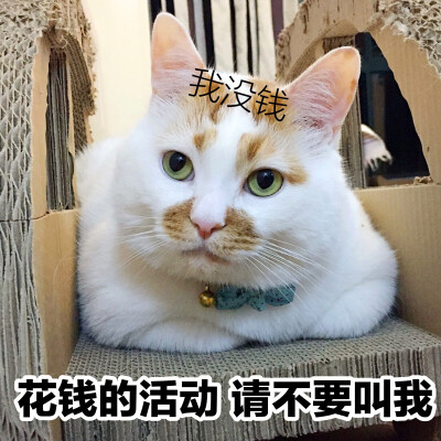 楼楼 猫 可爱 萌宠 表情包 头像 沙雕 搞笑