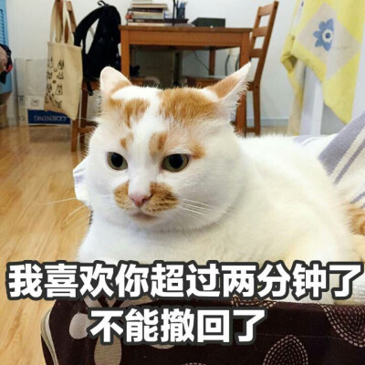 楼楼 猫 可爱 萌宠 表情包 头像 沙雕 搞笑