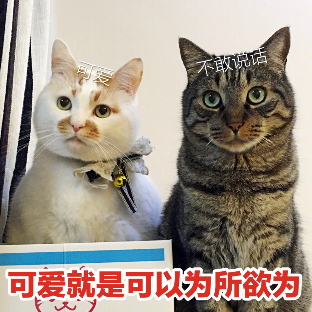 楼楼 猫 可爱 萌宠 表情包 头像 沙雕 搞笑