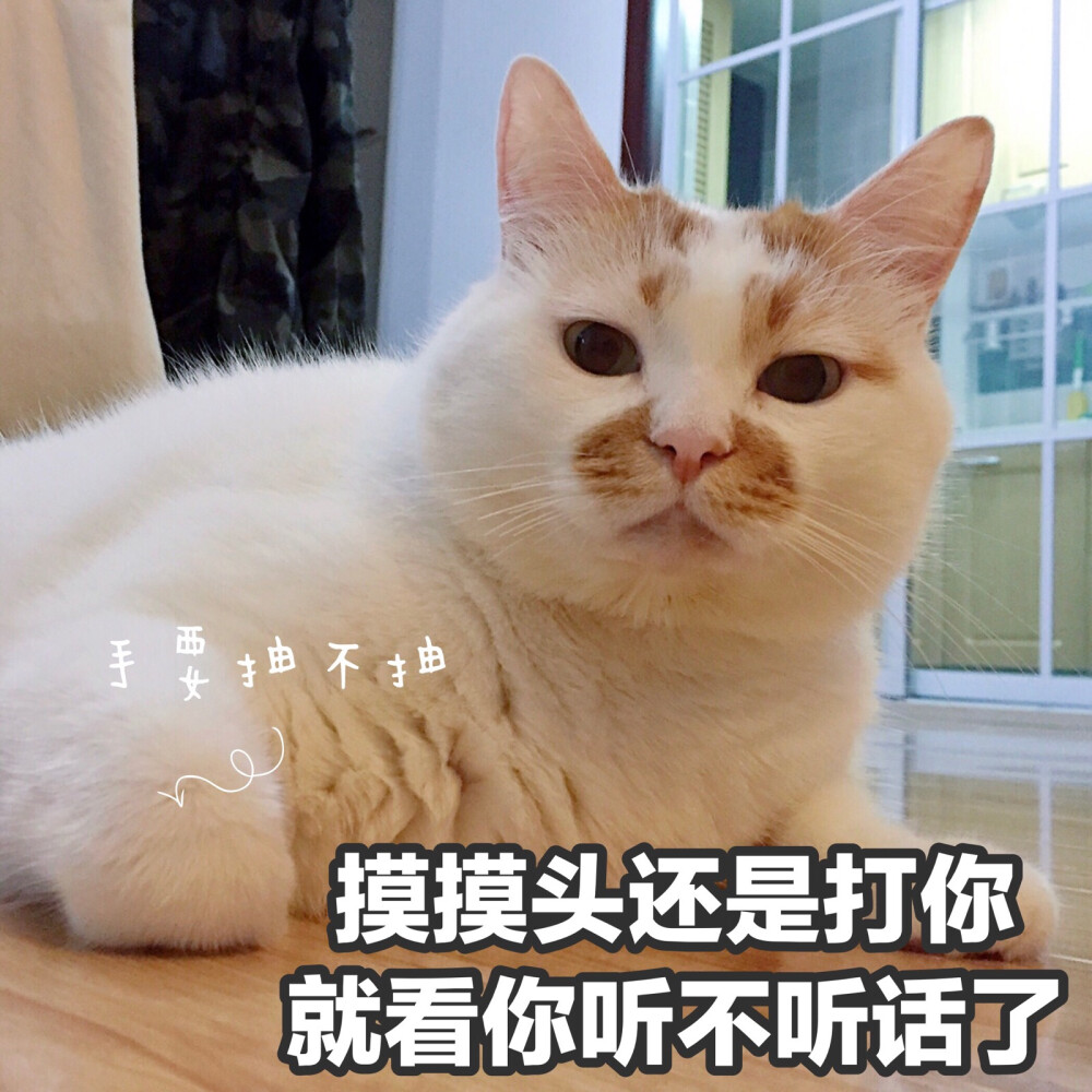 楼楼 猫 可爱 萌宠 表情包 头像 沙雕 搞笑