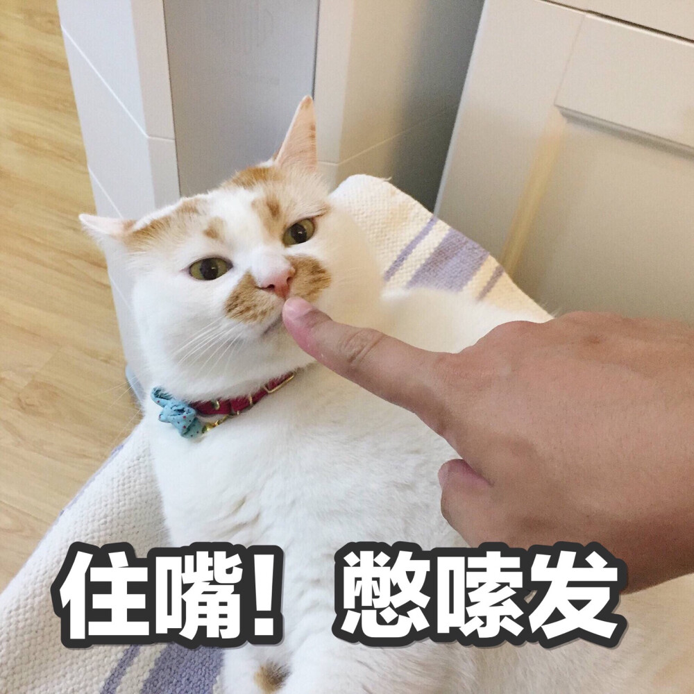 楼楼 猫 可爱 萌宠 表情包 头像 沙雕 搞笑