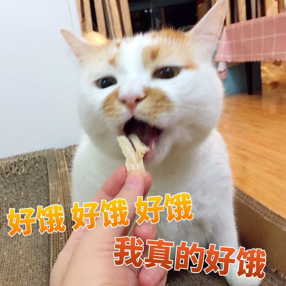 楼楼 猫 可爱 萌宠 表情包 头像 沙雕 搞笑