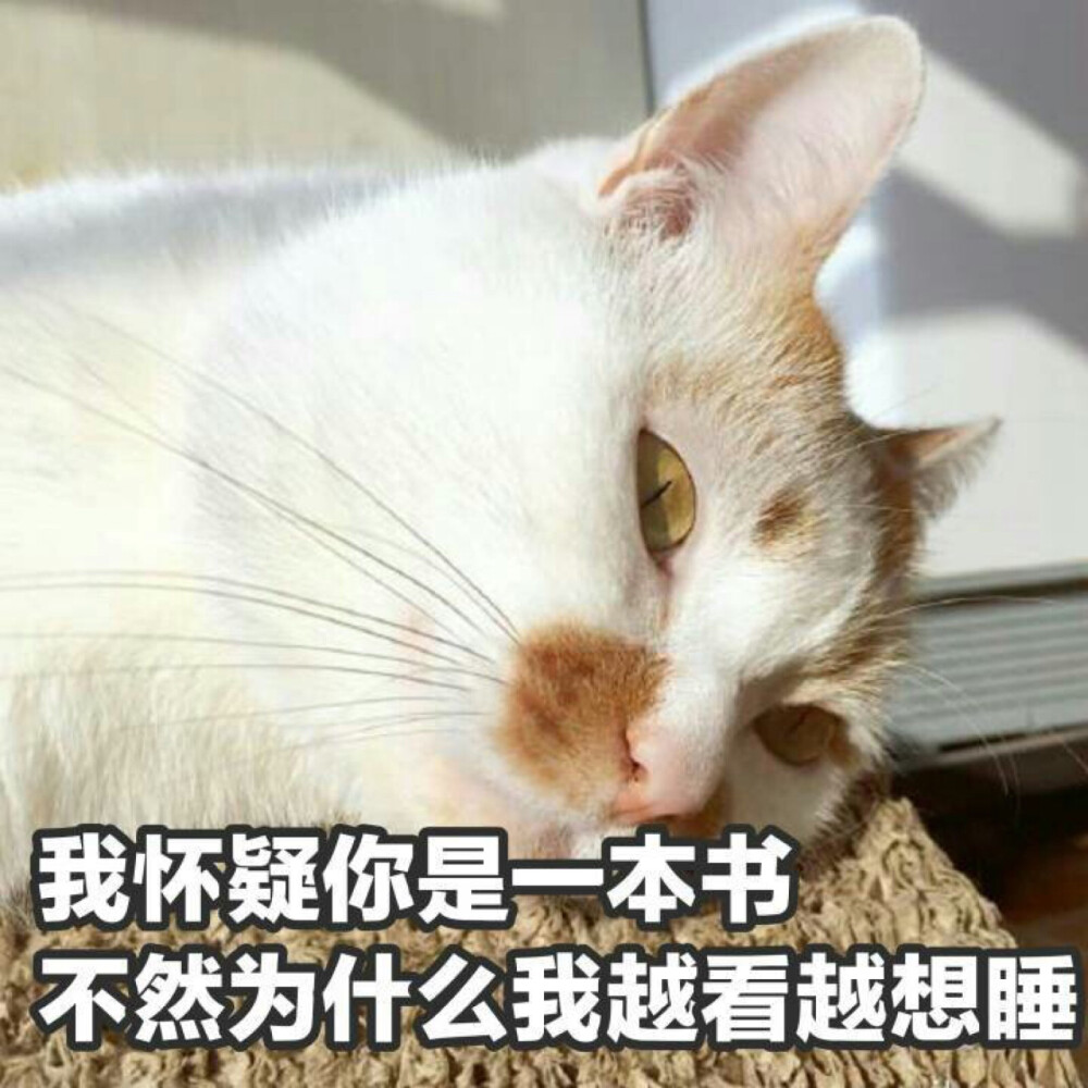 楼楼 猫 可爱 萌宠 表情包 头像 沙雕 搞笑