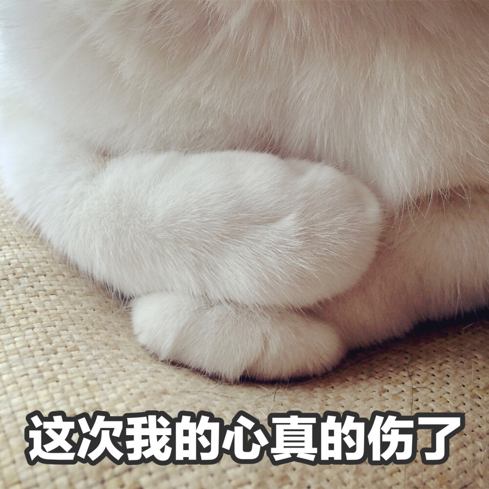 楼楼猫可爱萌宠表情包头像沙雕搞笑