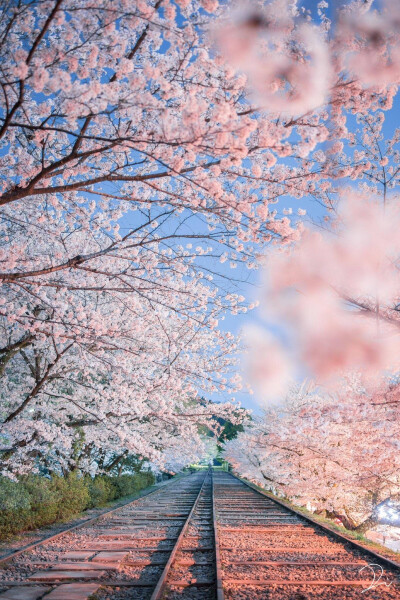 樱花季又来了～ 没有你的四月也要来了w