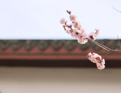 春分节气. 梅花