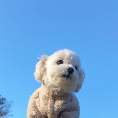 小可爱的春日相片