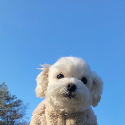 小可爱的春日相片