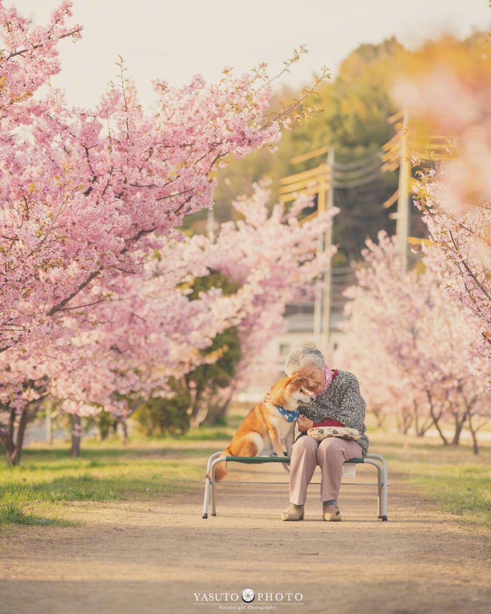 摄影师Yasuto今年又带着奶奶和柴犬去赏樱了。ins：yasuto.photography