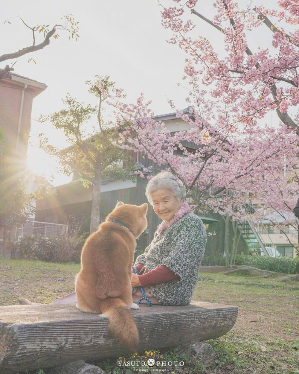 摄影师Yasuto今年又带着奶奶和柴犬去赏樱了。ins：yasuto.photography