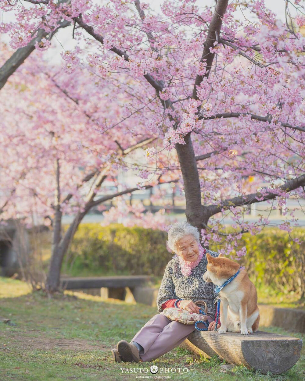 摄影师Yasuto今年又带着奶奶和柴犬去赏樱了。ins：yasuto.photography