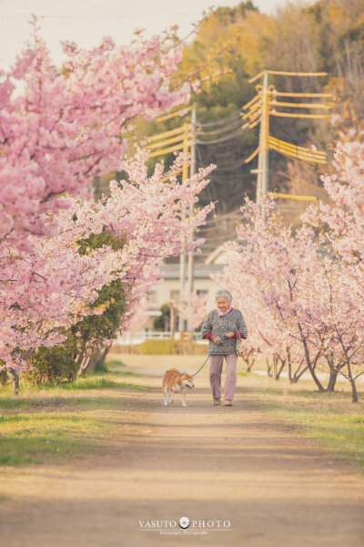 摄影师 Yasuto 今年又带着奶奶和柴犬去赏樱了，这大概是最温暖和美好的画面了 (ins：yasuto.photography)