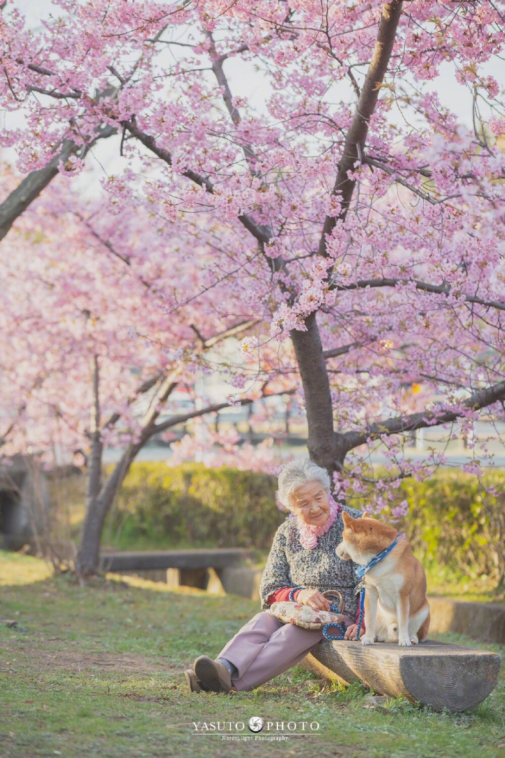 摄影师 Yasuto 今年又带着奶奶和柴犬去赏樱了，这大概是最温暖和美好的画面了 (ins：yasuto.photography)