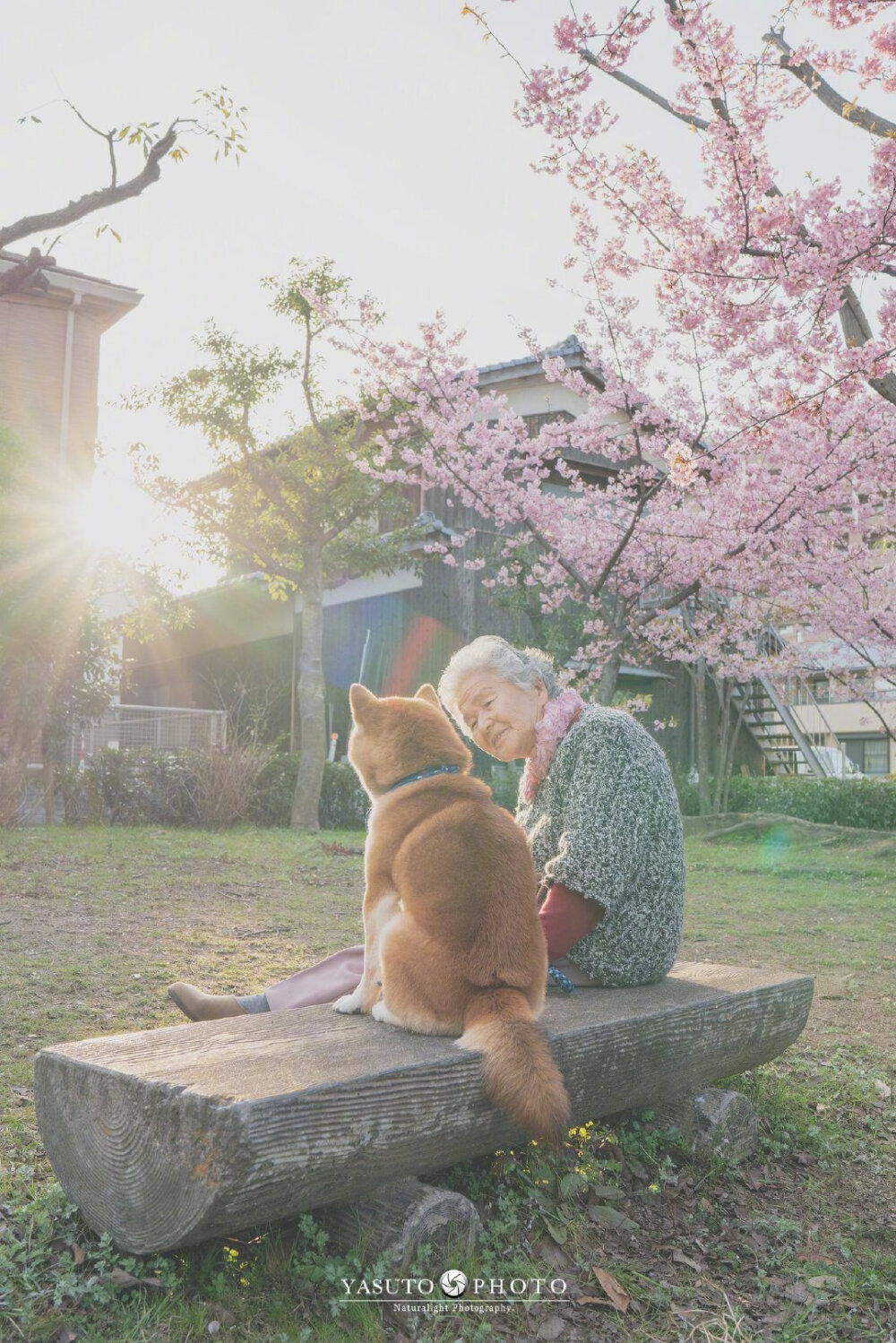 摄影师 Yasuto 今年又带着奶奶和柴犬去赏樱了，这大概是最温暖和美好的画面了 (ins：yasuto.photography)