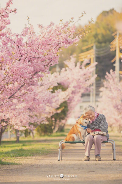 摄影师 Yasuto 今年又带着奶奶和柴犬去赏樱了，这大概是最温暖和美好的画面了 (ins：yasuto.photography)